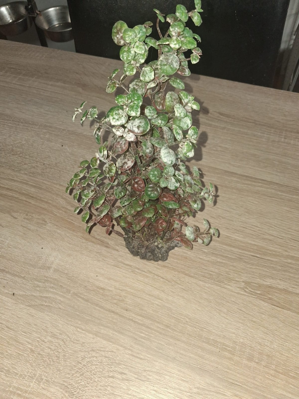 leule aquarium/terrarium decoratie, Dieren en Toebehoren, Vissen | Aquaria en Toebehoren, Ophalen, Zo goed als nieuw