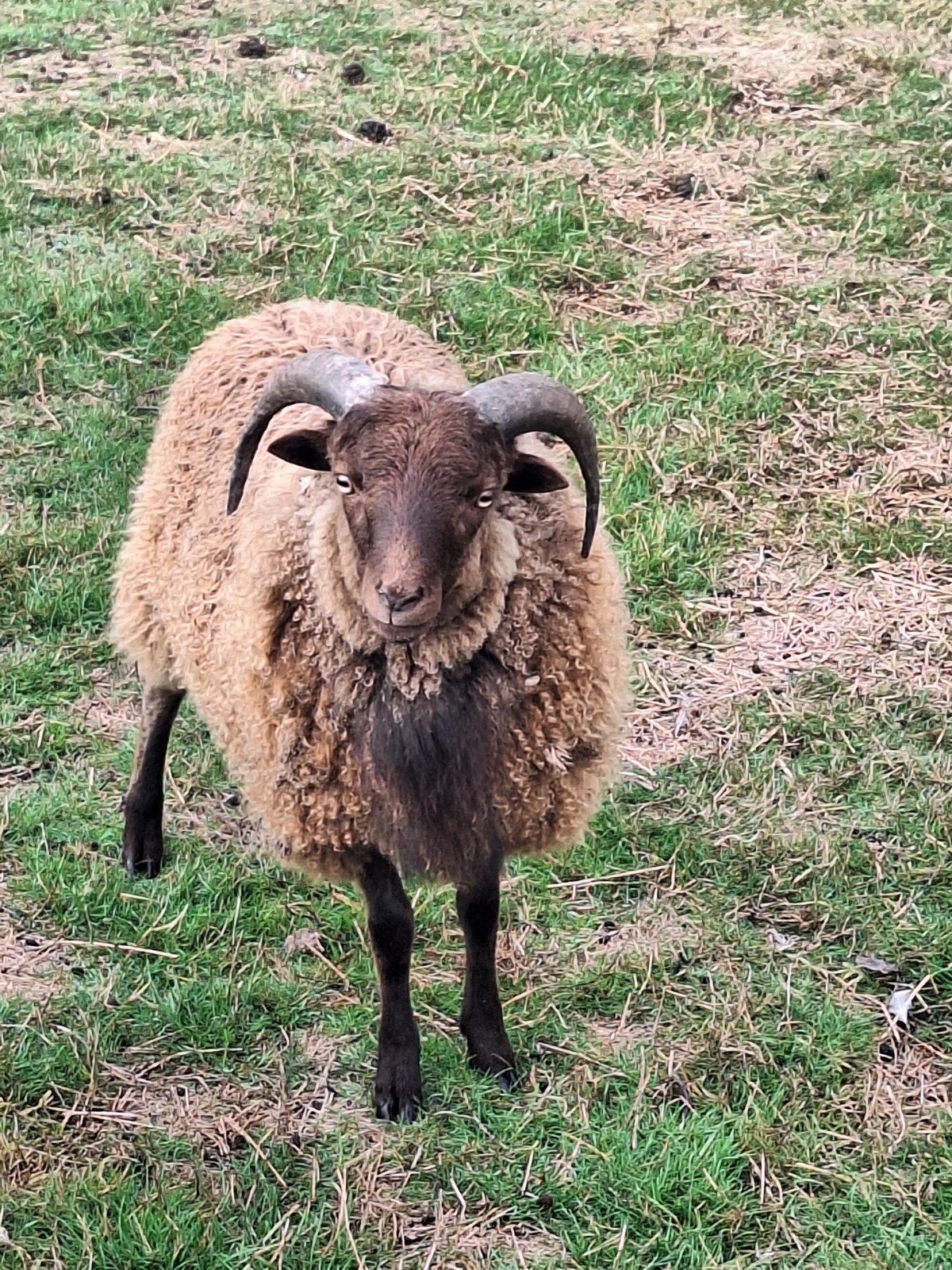 mooie ouessant ram van begin dit jaar, Mâle, Mouton