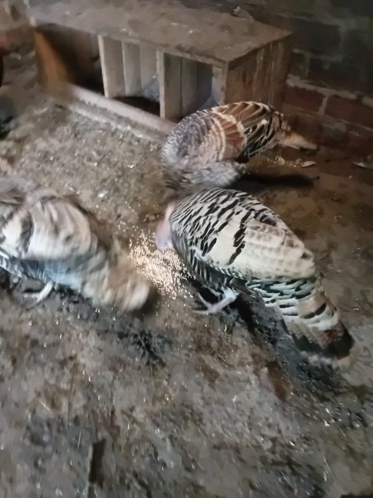 Naragansette kalkoenen, Plusieurs animaux, Dinde
