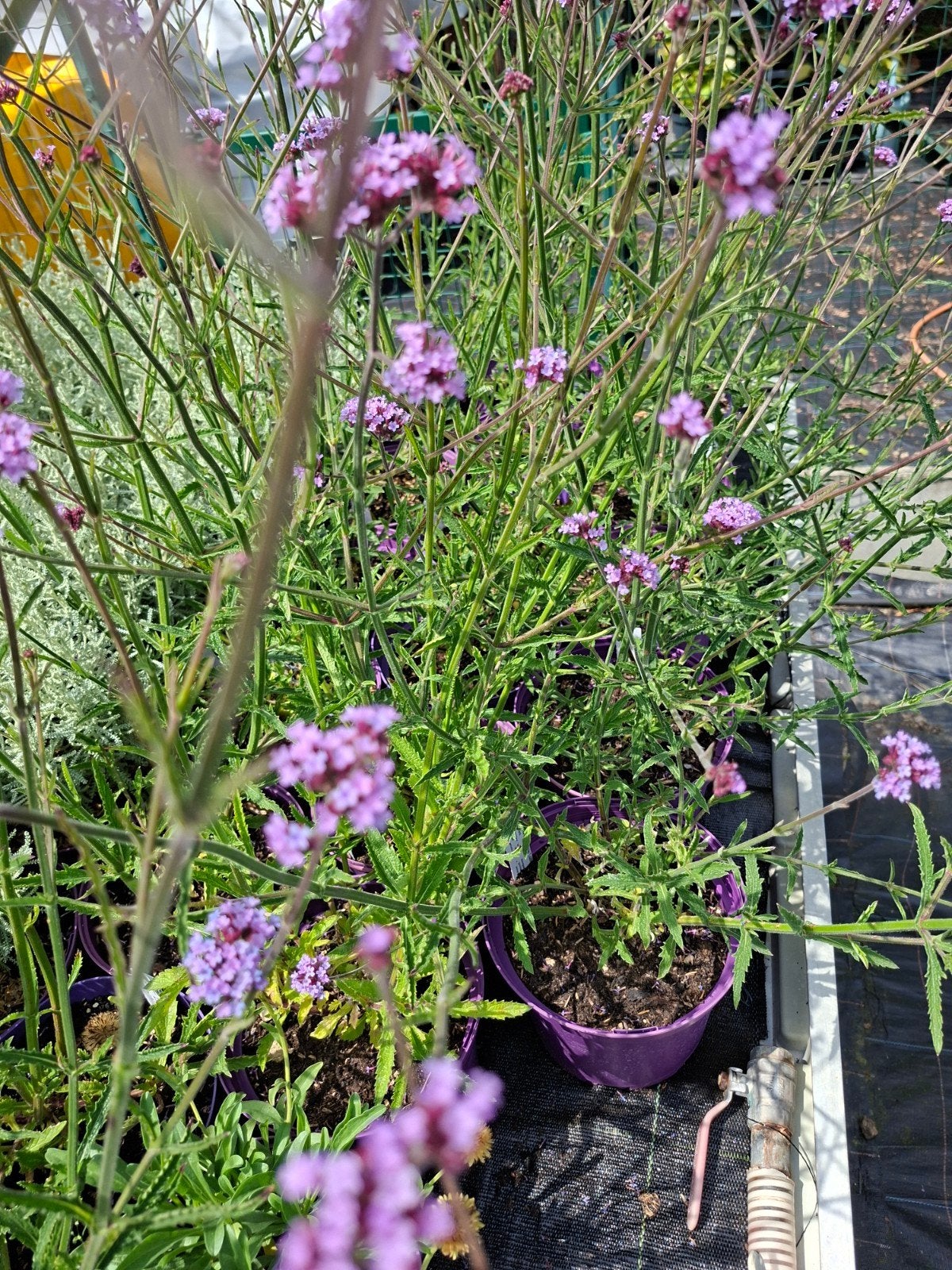 Verbena bonariensis 'Lollipop', Tuin en Terras, Ophalen