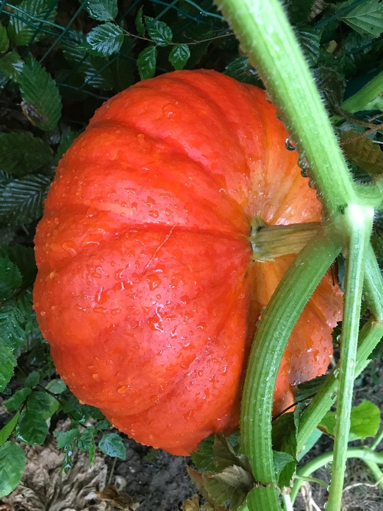 Pompoenen, Ophalen