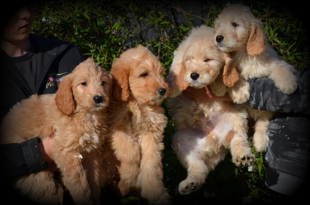 Chiots Goldendoodle, Autres races, Plusieurs, Hépatite contagieuse (maladie de Rubarth), Belgique
