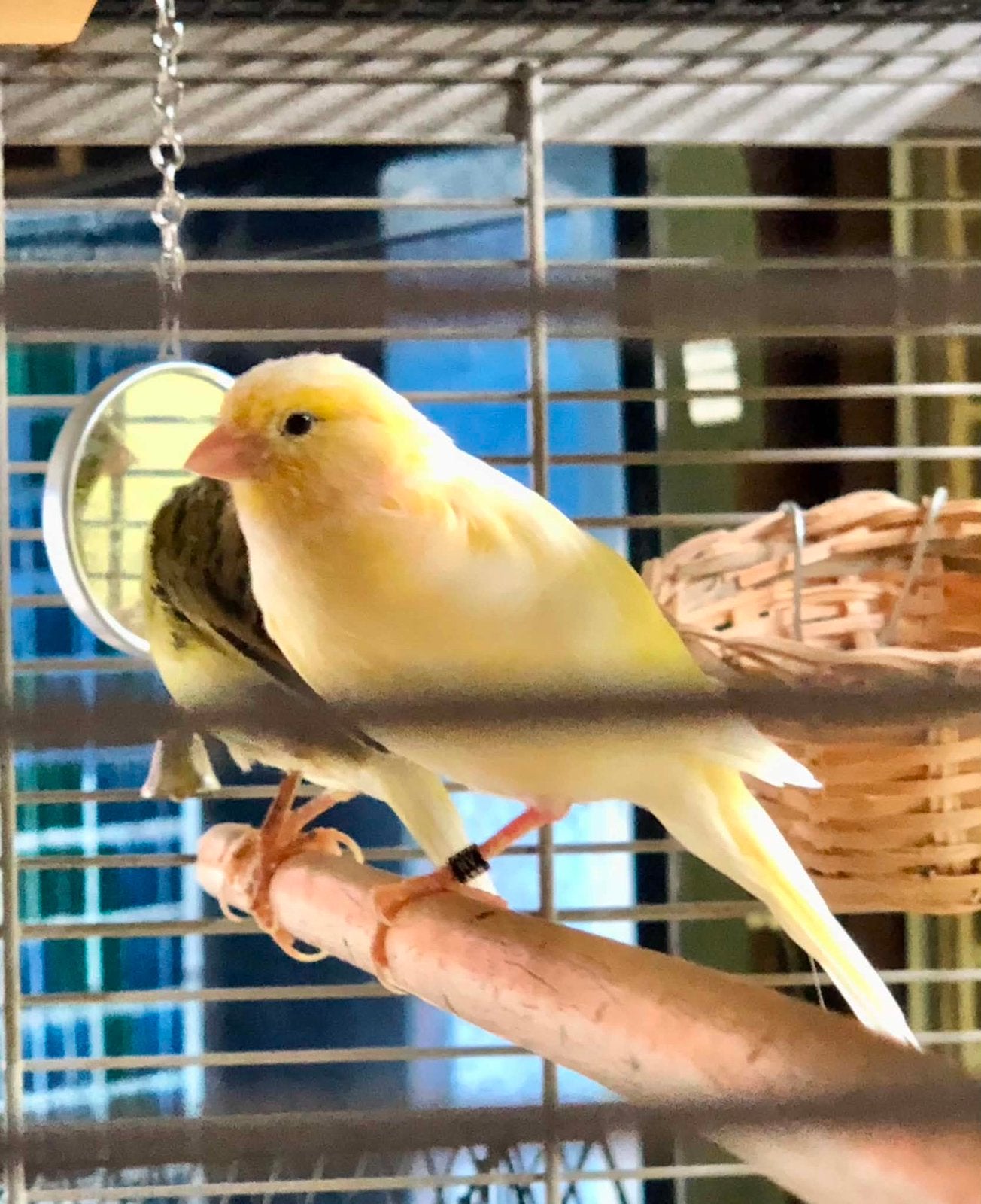 3 kanariepopjes, Dieren en Toebehoren, Vogels | Kanaries