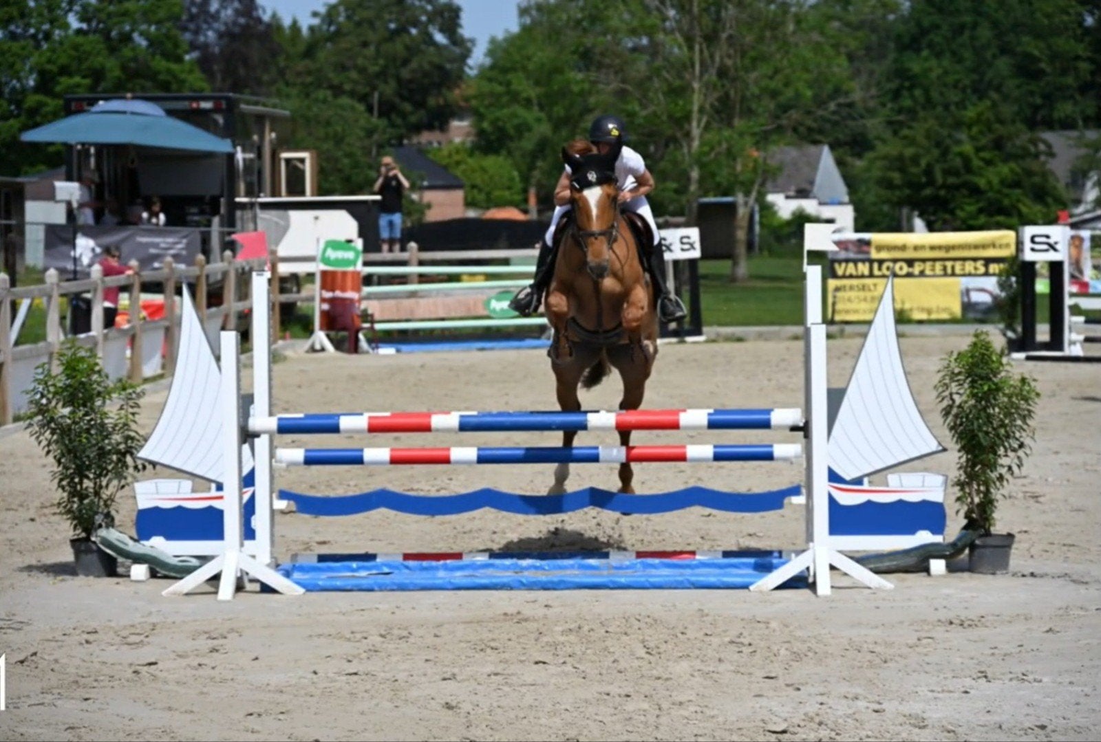 merrie 6 jaar springpaard, Avec pedigree, L, Cheval de saut, 170 à 175 cm
