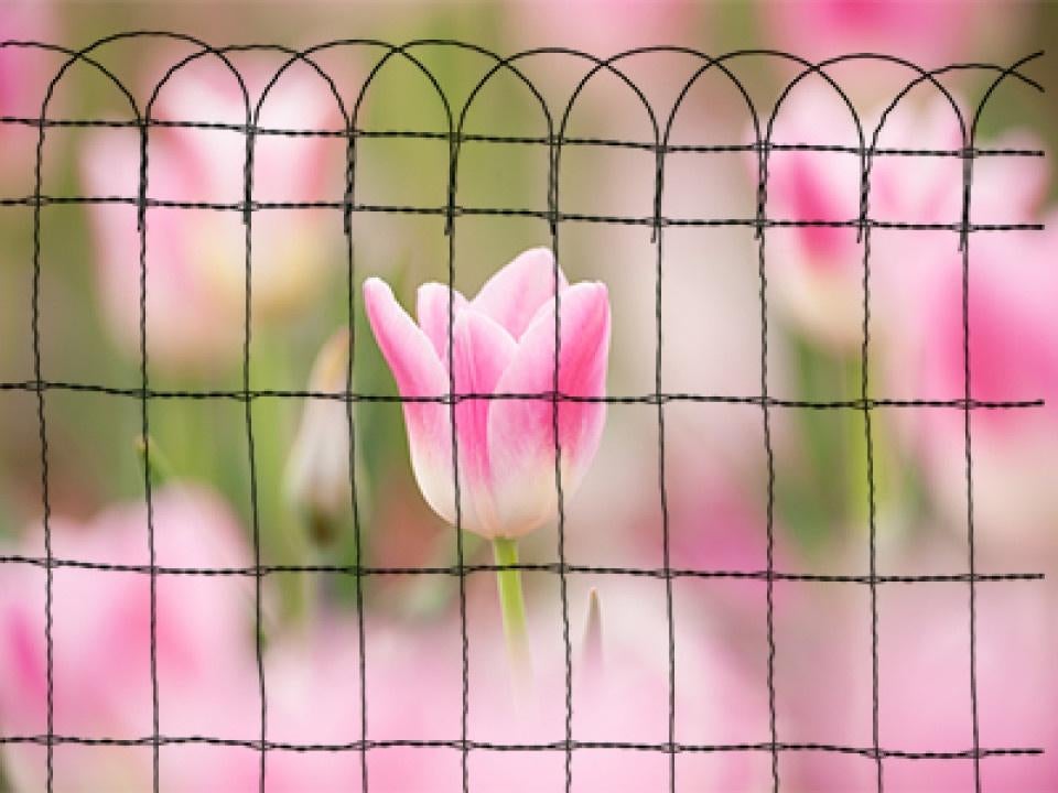 Superpromo! Nieuwe rollen tuindraad, boogjesgaas, bordergaas, Ophalen, Nieuw