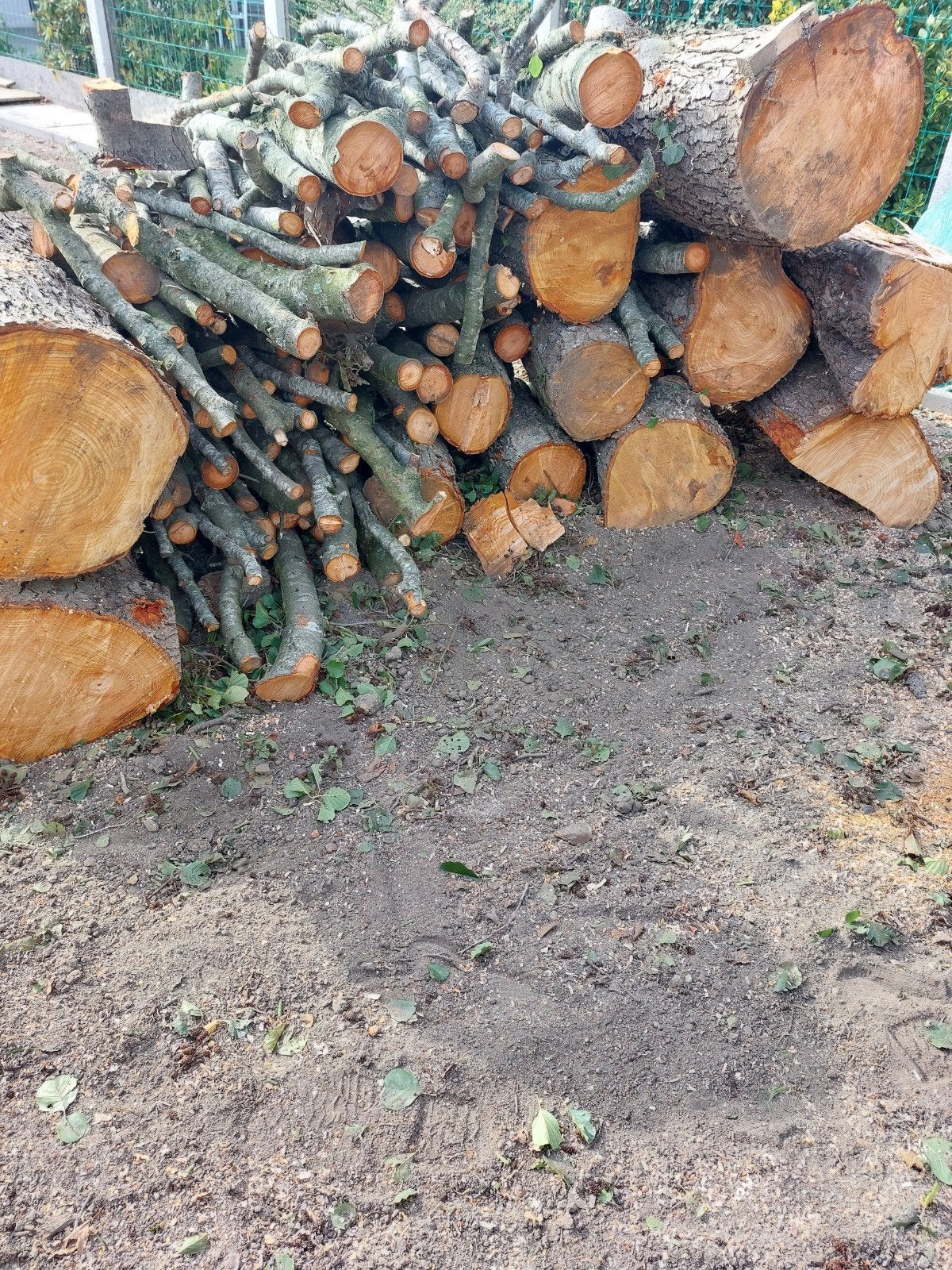 bois aulne, Enlèvement, Aulne, Bûches