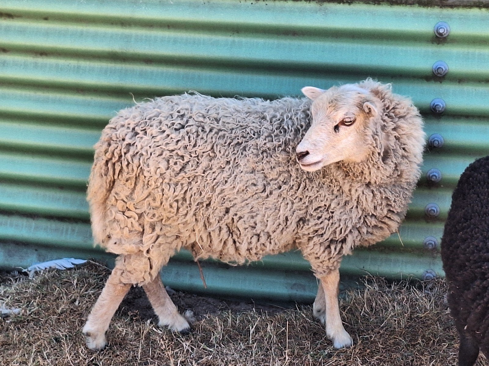 Heel mooie jaarling ouessant ooi, Dieren en Toebehoren, Vrouwelijk, Schaap, 0 tot 2 jaar