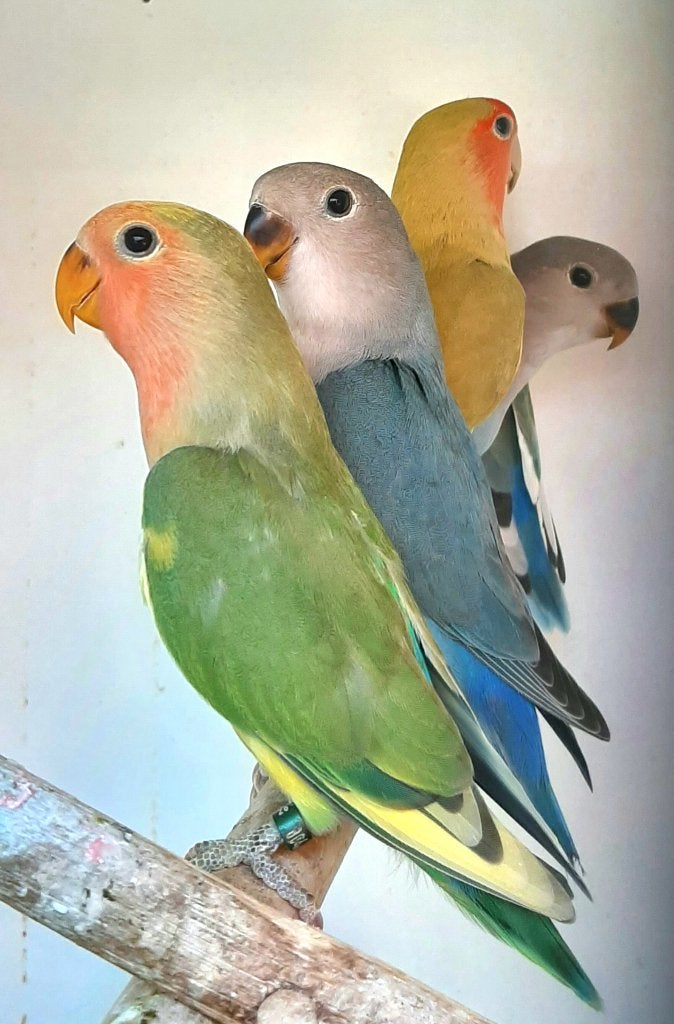 Roseicollies TE KOOP, Plusieurs animaux, Perroquet nain ou Inséparable, Bagué
