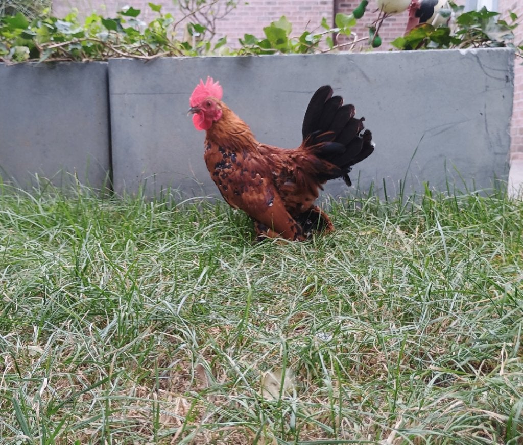 Sabelpootkiel haan/haantje/Sabelhaan te koop, Dieren en Toebehoren, Pluimvee, Mannelijk, Kip