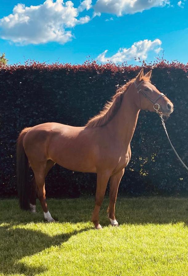 8-jarige merrie, Dieren en Toebehoren, Paarden, Merrie, Springpaard, Met stamboom, Zadelmak
