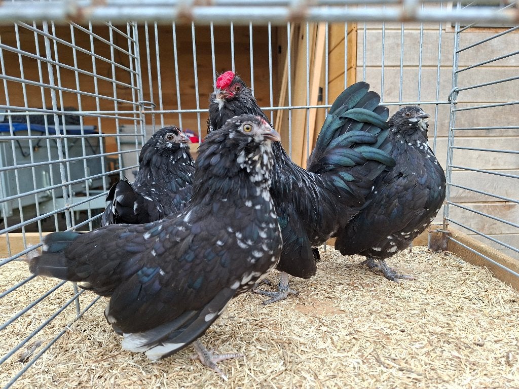 Antwerpse baardkriel - 3 hennen/1 haan - zwartwit gepareld, Dieren en Toebehoren, Meerdere dieren, Kip