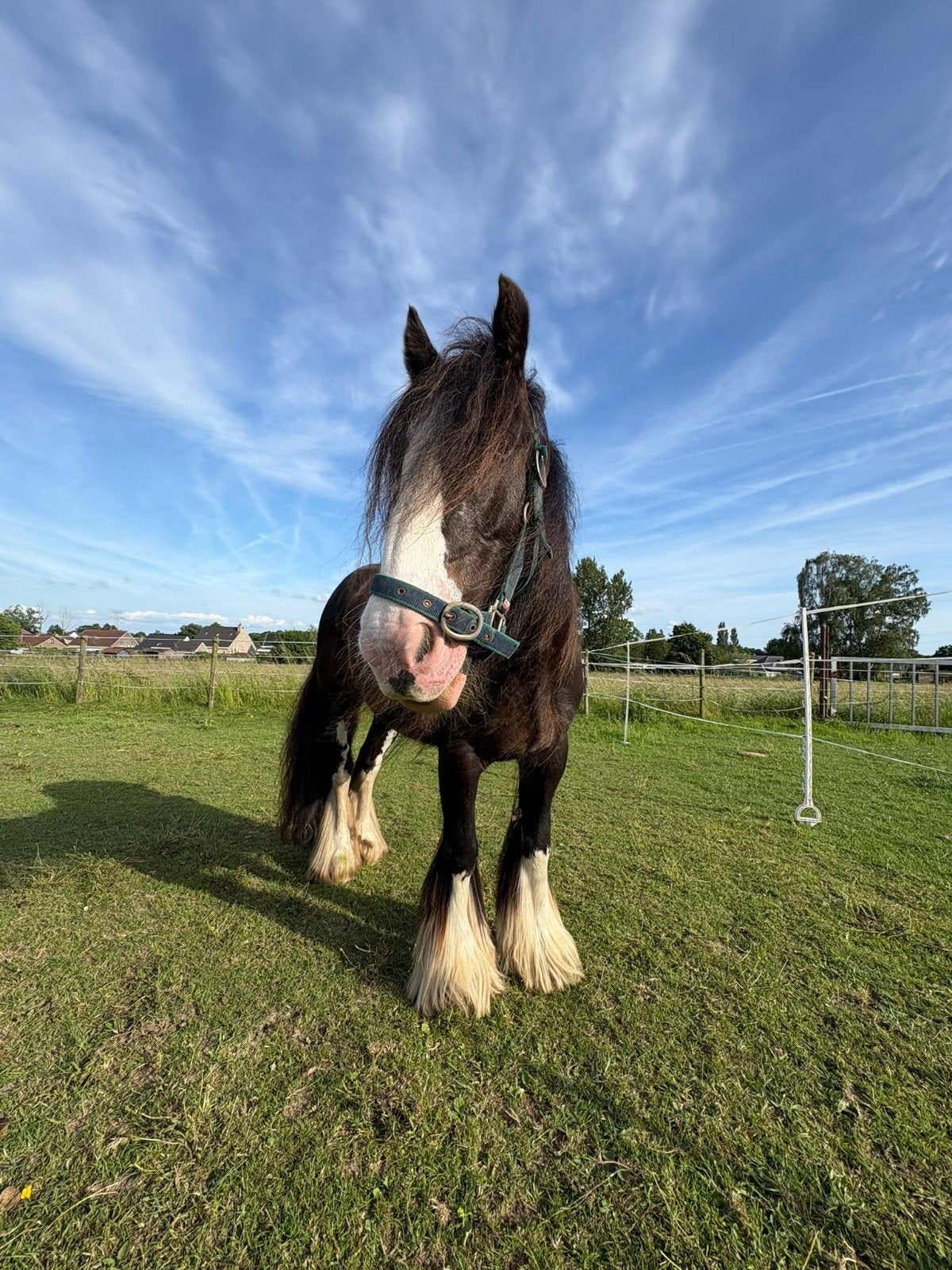 Super brave kinder/familie tinker, Dieren en Toebehoren, Merrie, M