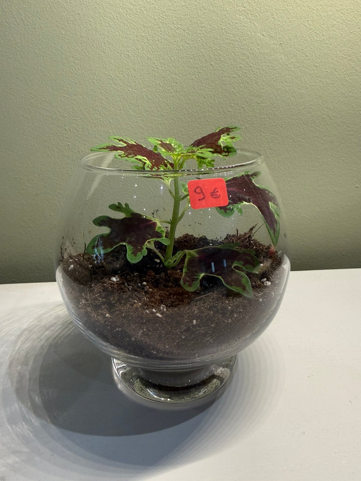 Terrarium met coleus, Huis en Inrichting, Kamerplanten, Ophalen, Overige soorten, In pot, Minder dan 100 cm