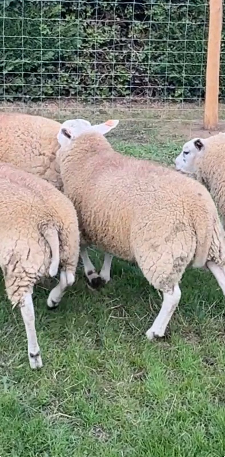 Agneaux bélier, Mâle, Mouton