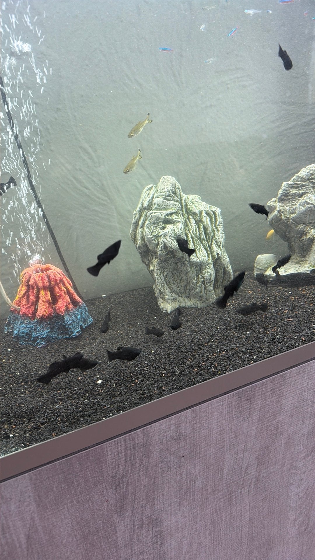 Black molly’s, Dieren en Toebehoren