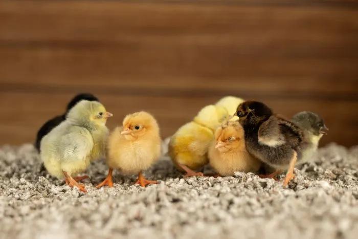 Réservez des poussins Cochin, Plusieurs animaux, Poule ou poulet