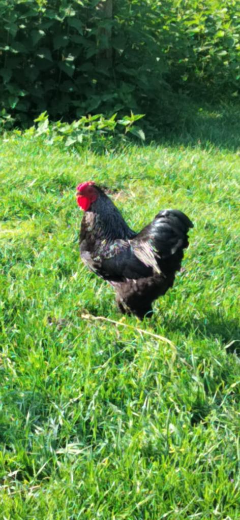 Wyandotte kriel haan, Mâle, Poule ou poulet