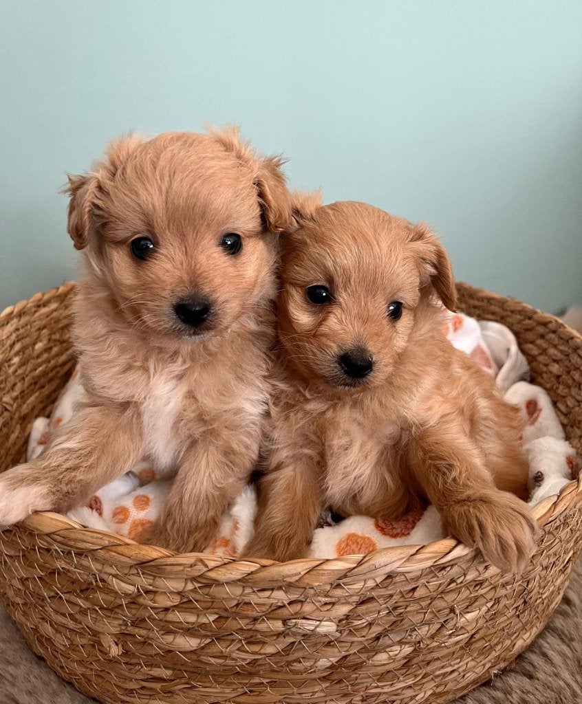Fluffy pomapoo pups ( dwergkees x toy poedel ), Dieren en Toebehoren, Poedel, België, CDV (hondenziekte), 8 tot 15 weken