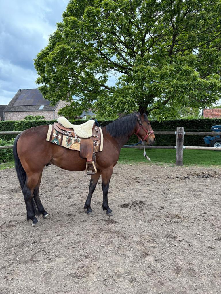 Quarter horse, Dieren en Toebehoren, Paarden, Ruin