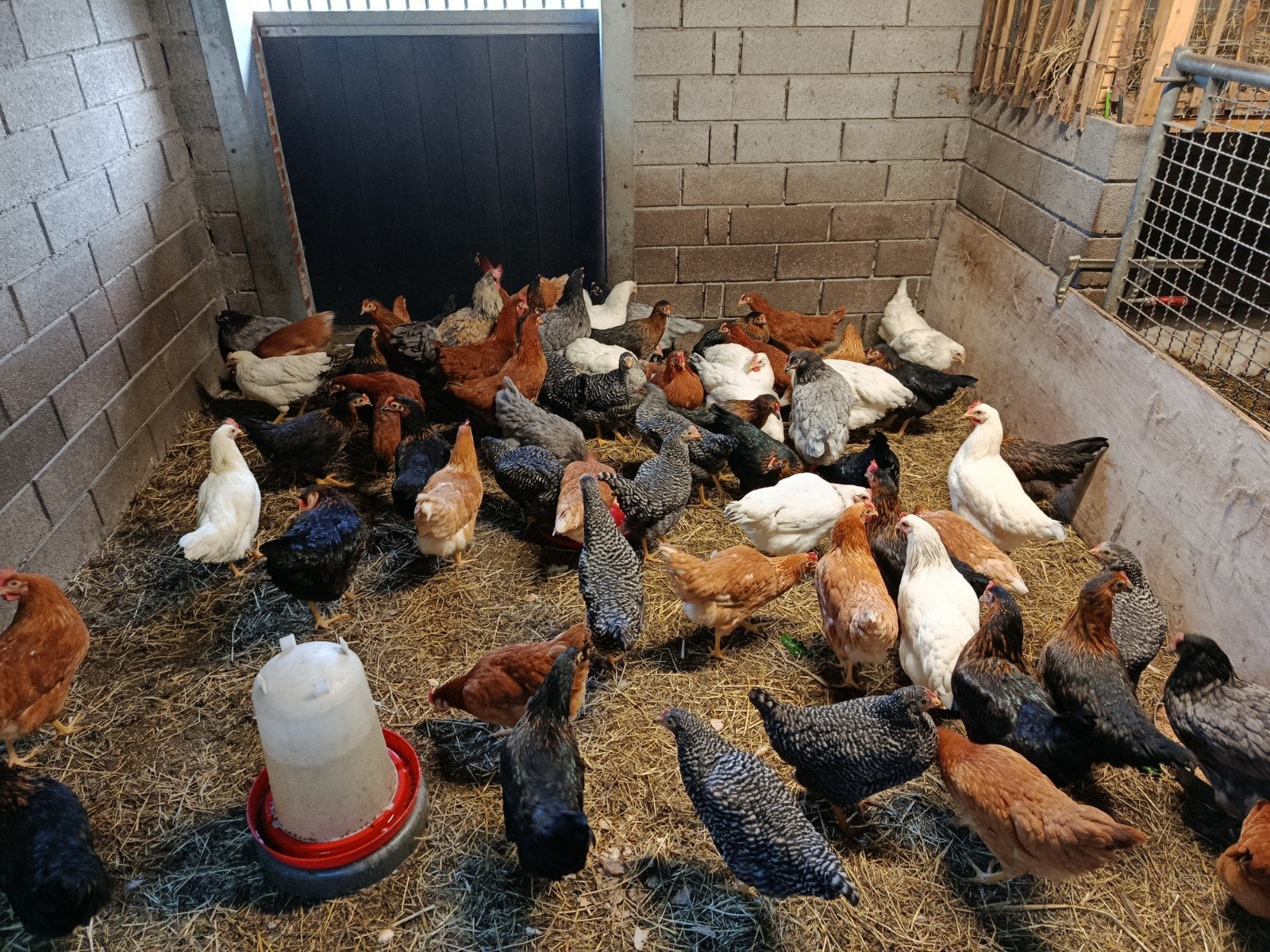 jonge legkippen herfstpromo!!, Poule ou poulet