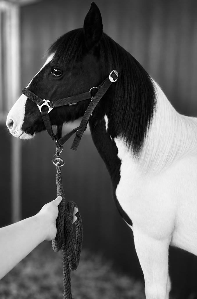 Homozygote jaarling hengst, eigen fok, Dieren en Toebehoren, Paarden, Hengst