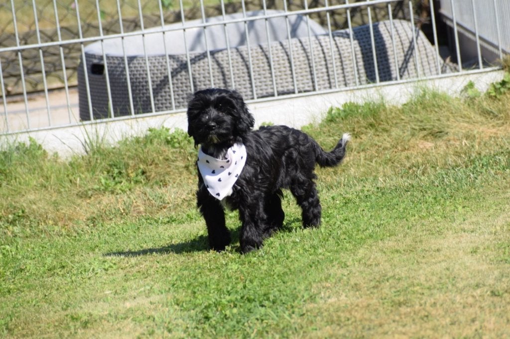 Yorkshire kruising pup, België, 15 weken tot 1 jaar, CDV (hondenziekte), Meerdere