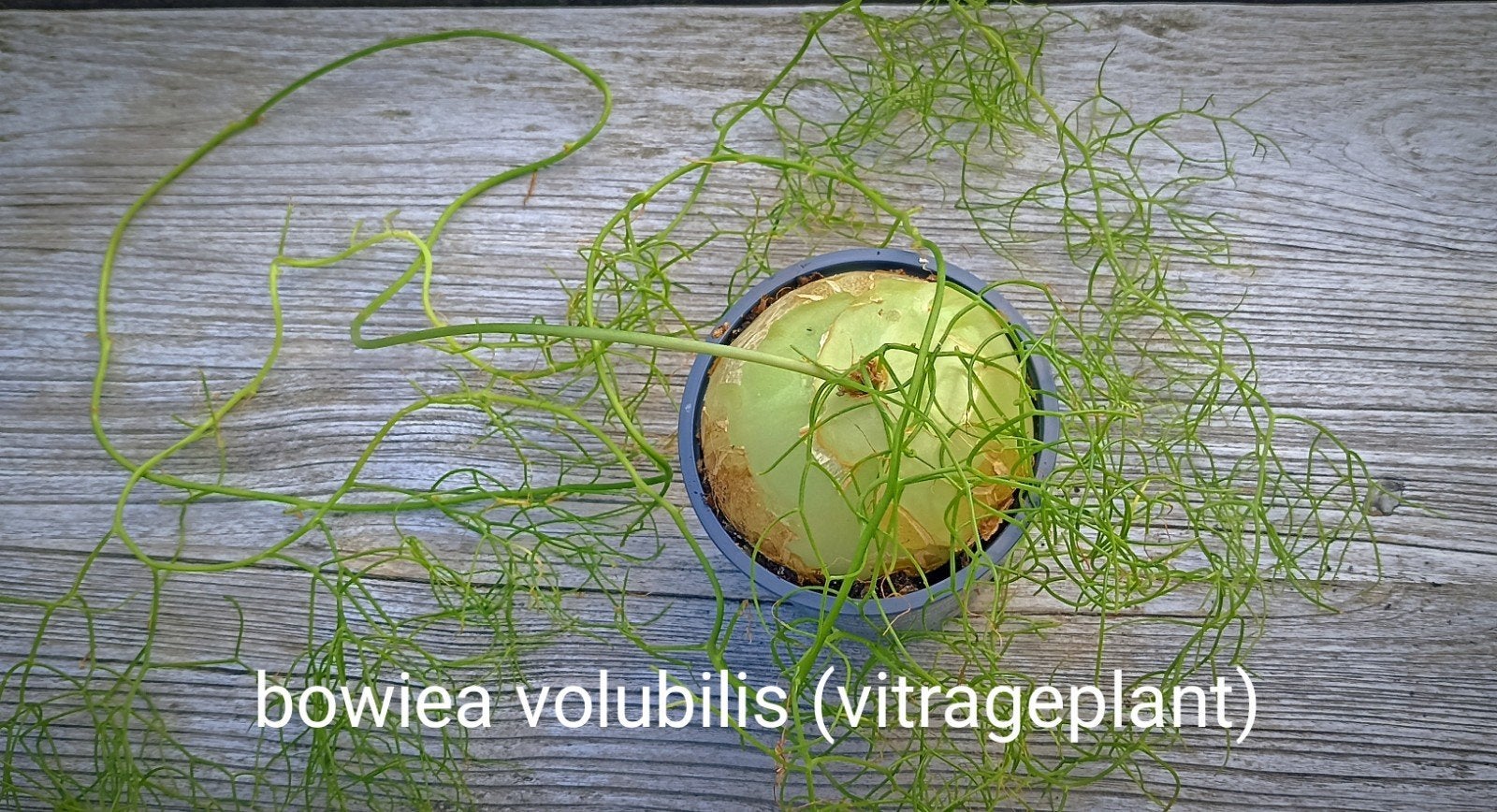 plante d'intérieur, 1 pièce, Enlèvement