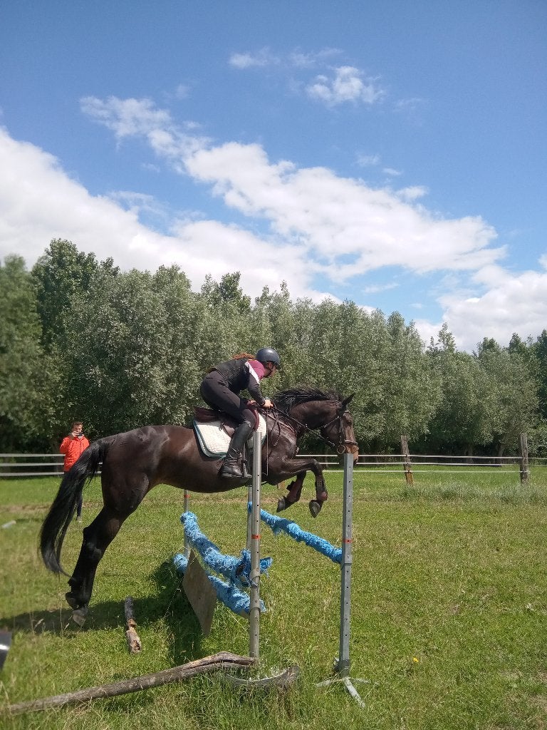 paard ; merrie 4 jaar ,top afstamming meerdere 1.60 m spring, Dieren en Toebehoren, Paarden en Pony's | Hoofdstellen en Tuigage