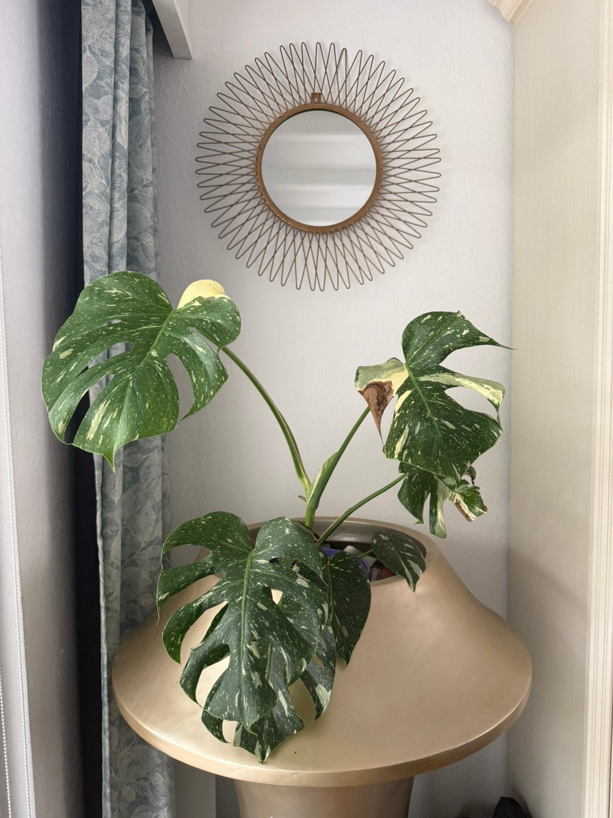 Monstera te koop. zonder gouden bloempot, Ophalen