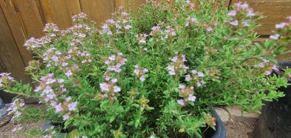 Bio tijm, Tuin en Terras, Ophalen