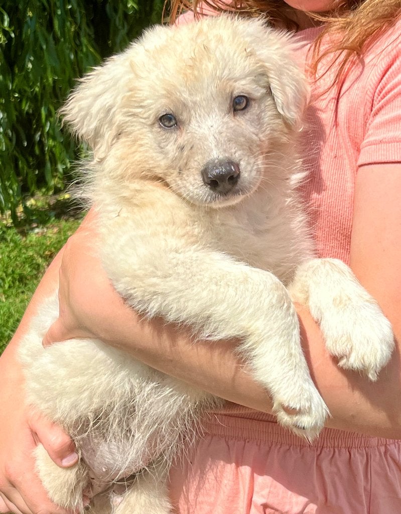 Border collie pups, Dieren en Toebehoren, België, Fokker | Hobbymatig, 8 tot 15 weken, Collie