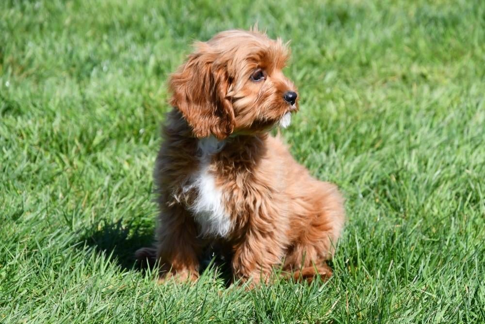 Chiots Cavapoo à vendre, 15 semaines à 1 an, Étranger, Hépatite contagieuse (maladie de Rubarth), Plusieurs animaux