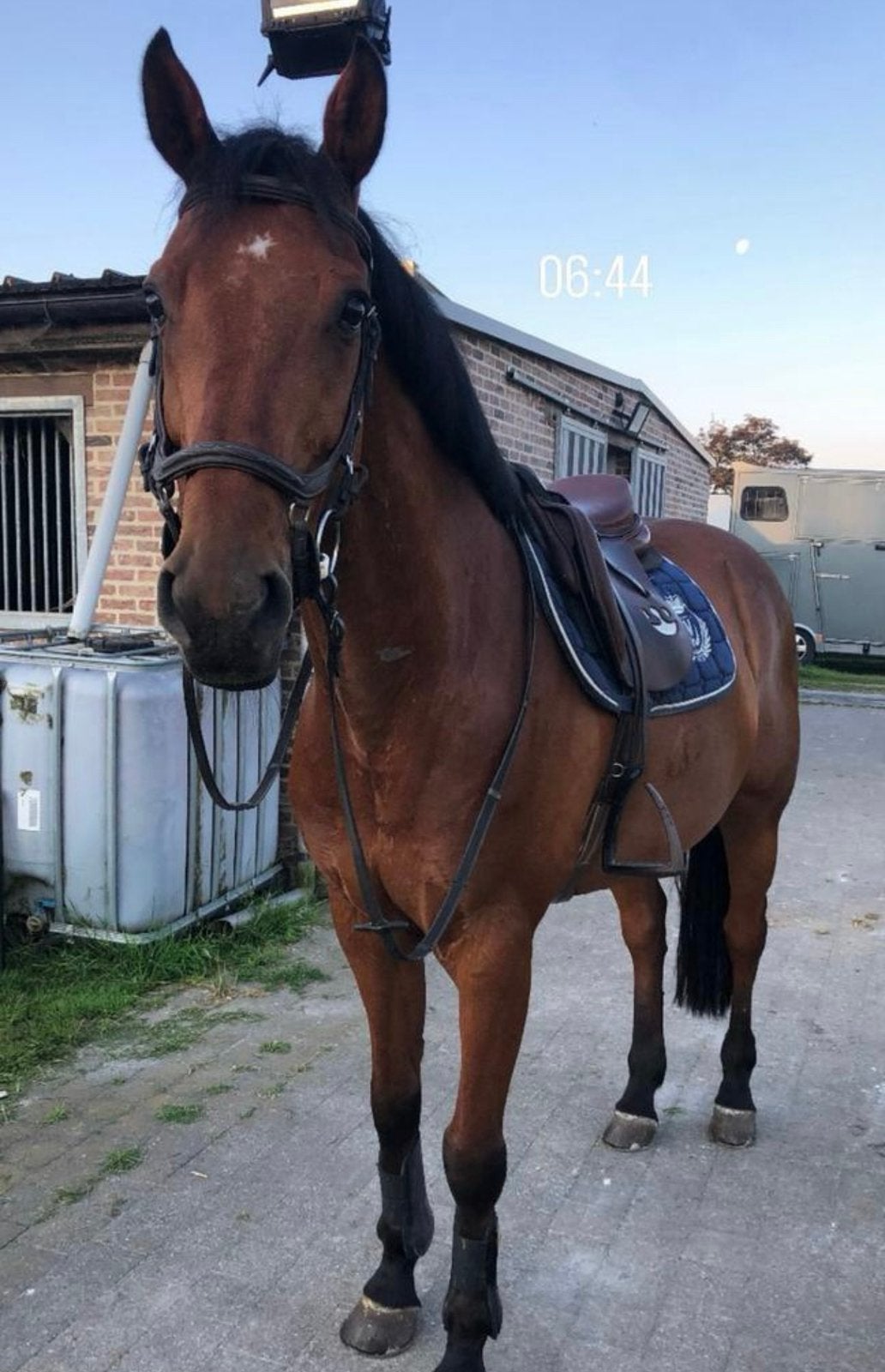 Springpaard 15 jaar leermeester niveau 120, Dieren en Toebehoren, Springpaard, Met stamboom, Ruin, Niet van toepassing