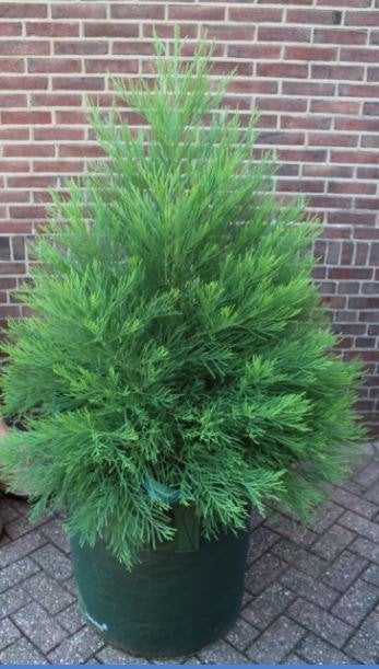 Sequoiadendron giganteum / Mammoet bomen: 1,5 meter hoogte, En pot, Plein soleil, Autres espèces, Enlèvement