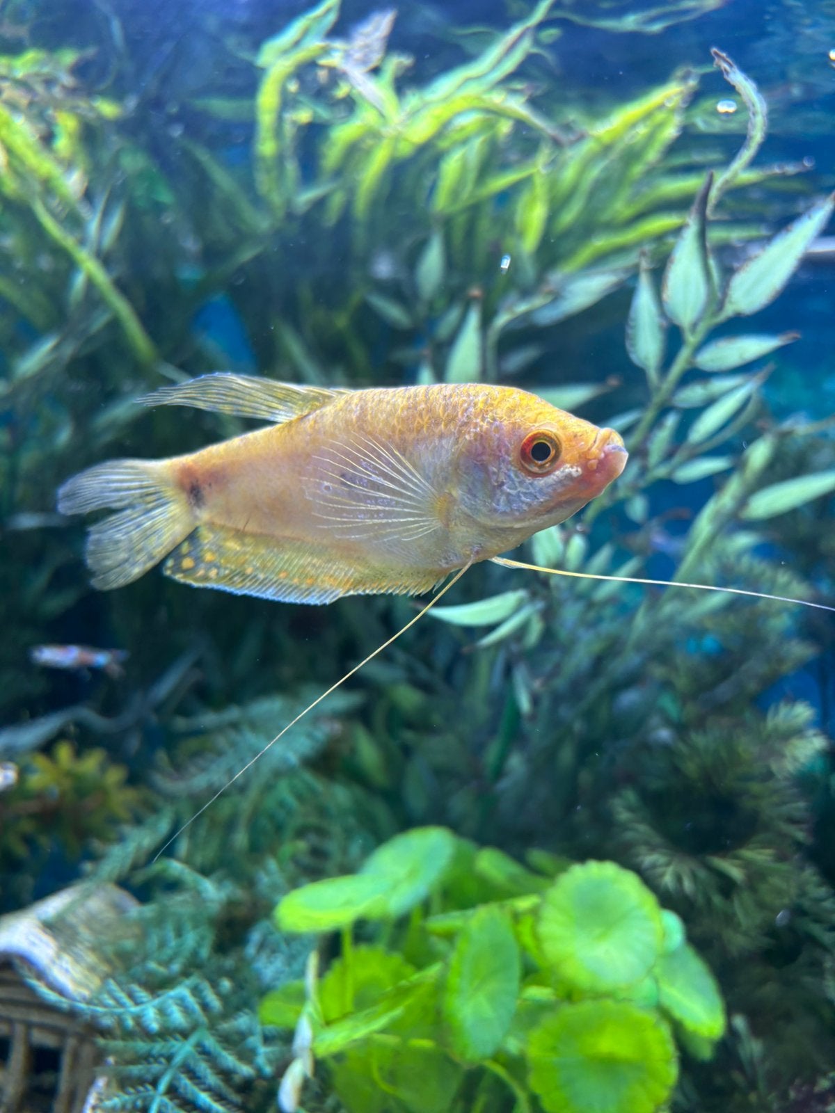 1 goerami, Poisson