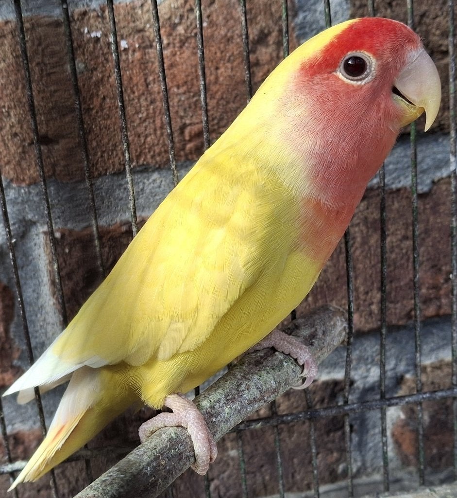 Agapornis Roseicolli, Sexe inconnu, Perroquet nain ou Inséparable, Domestique