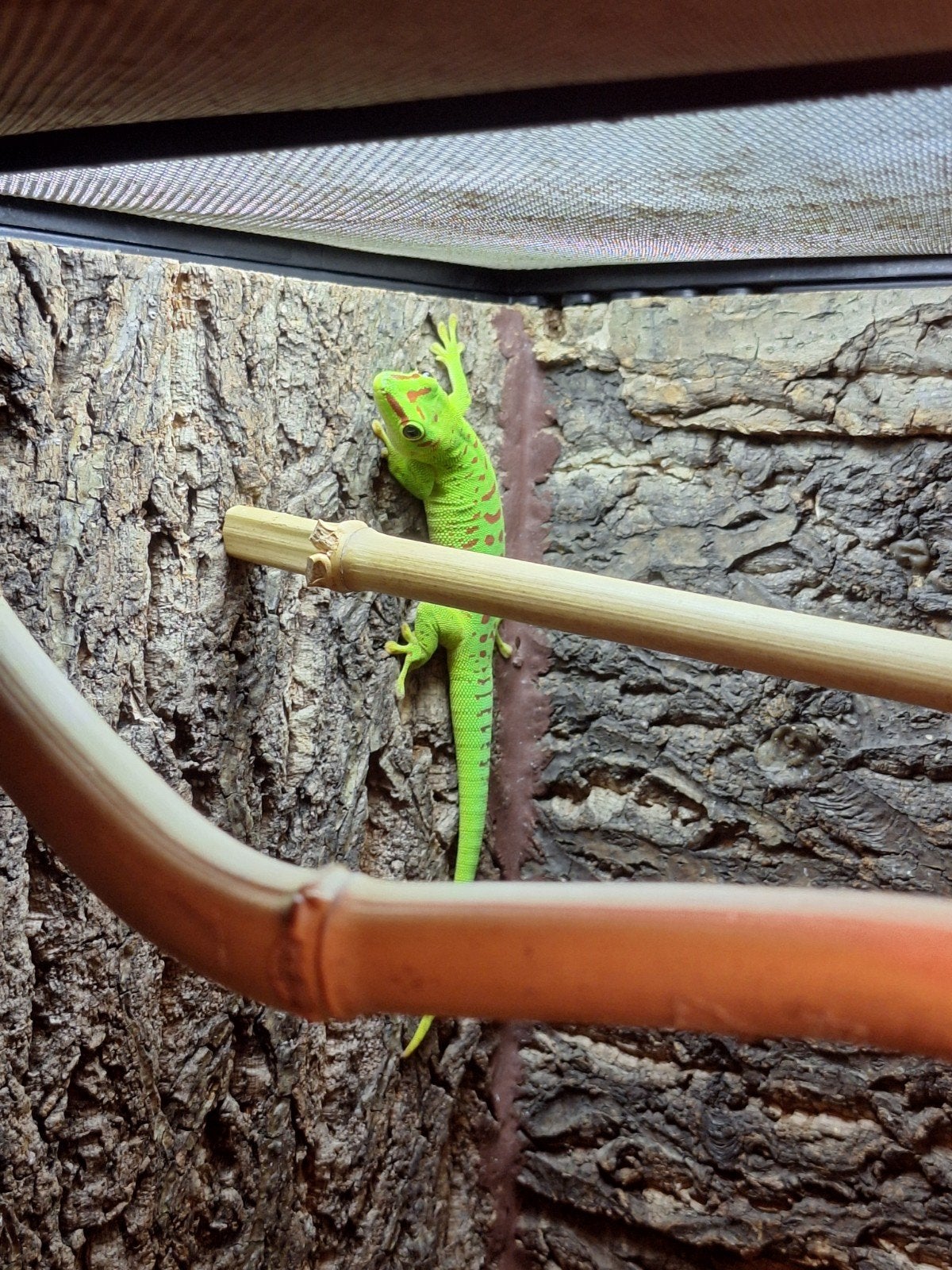 phelsuma grandis jong, Dieren en Toebehoren