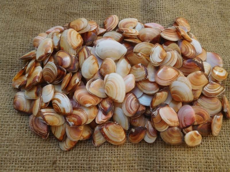 Schelpen de tere platschelp, Ophalen, Schelp(en)