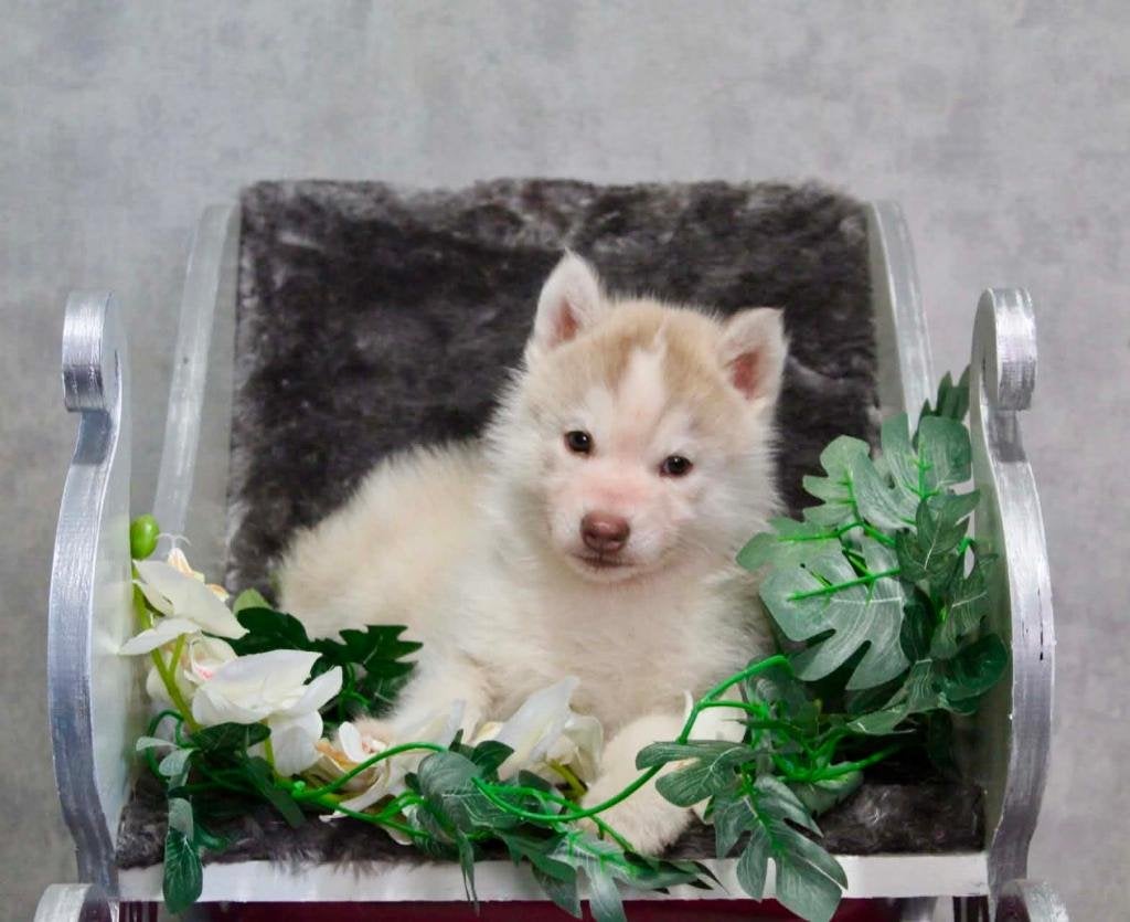 Husky Pup FCI Stamboom, Dieren en Toebehoren, België, Reu, CDV (hondenziekte), 8 tot 15 weken