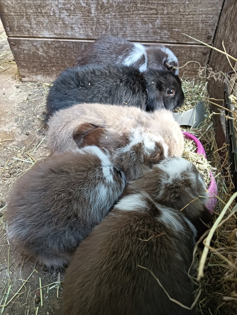 Franse hangoren, Mannelijk, Groot, Hangoor, 0 tot 2 jaar