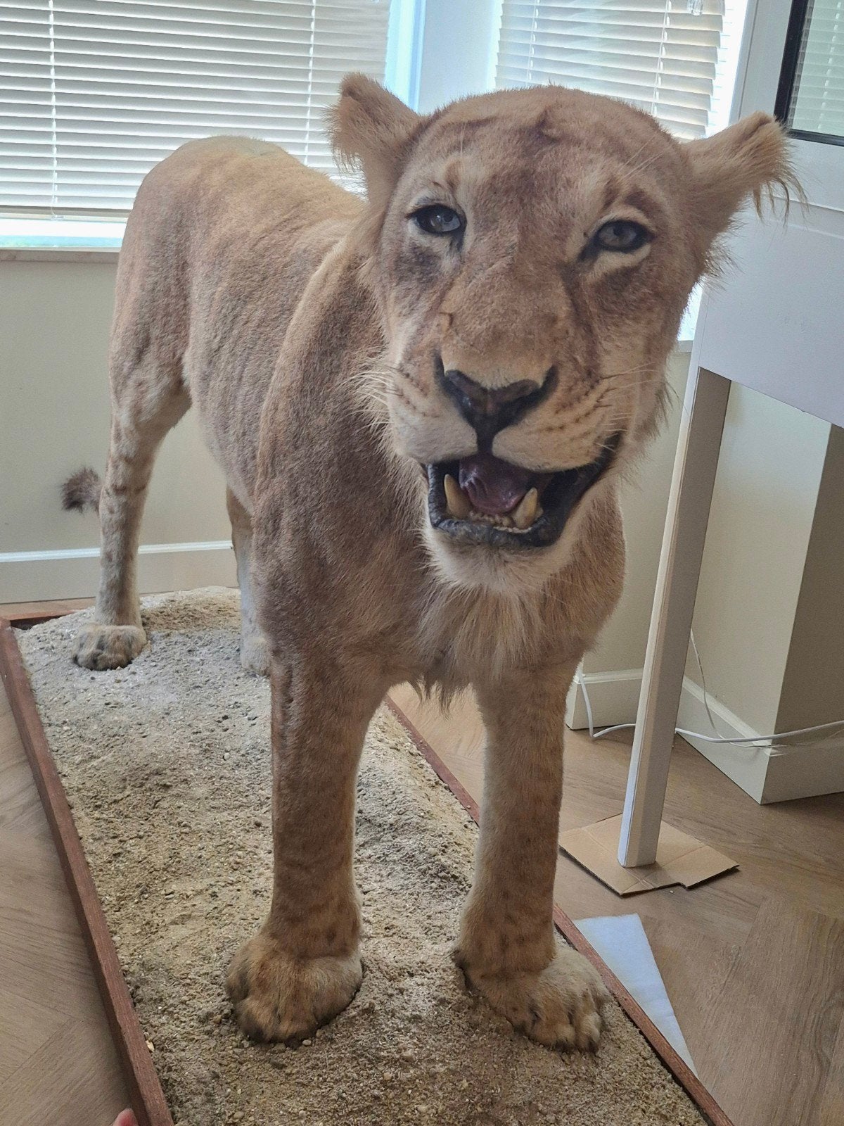 Prachtige Opgezette Mannetjesleeuw Taxidermie Met Papieren, Enlèvement, Comme neuf, Animal sauvage, Animal empaillé