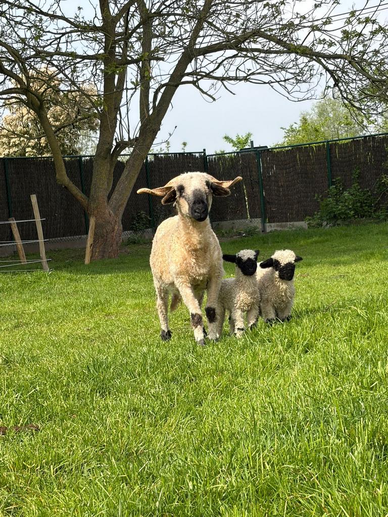 Walisser shwarnaze ram & ooi