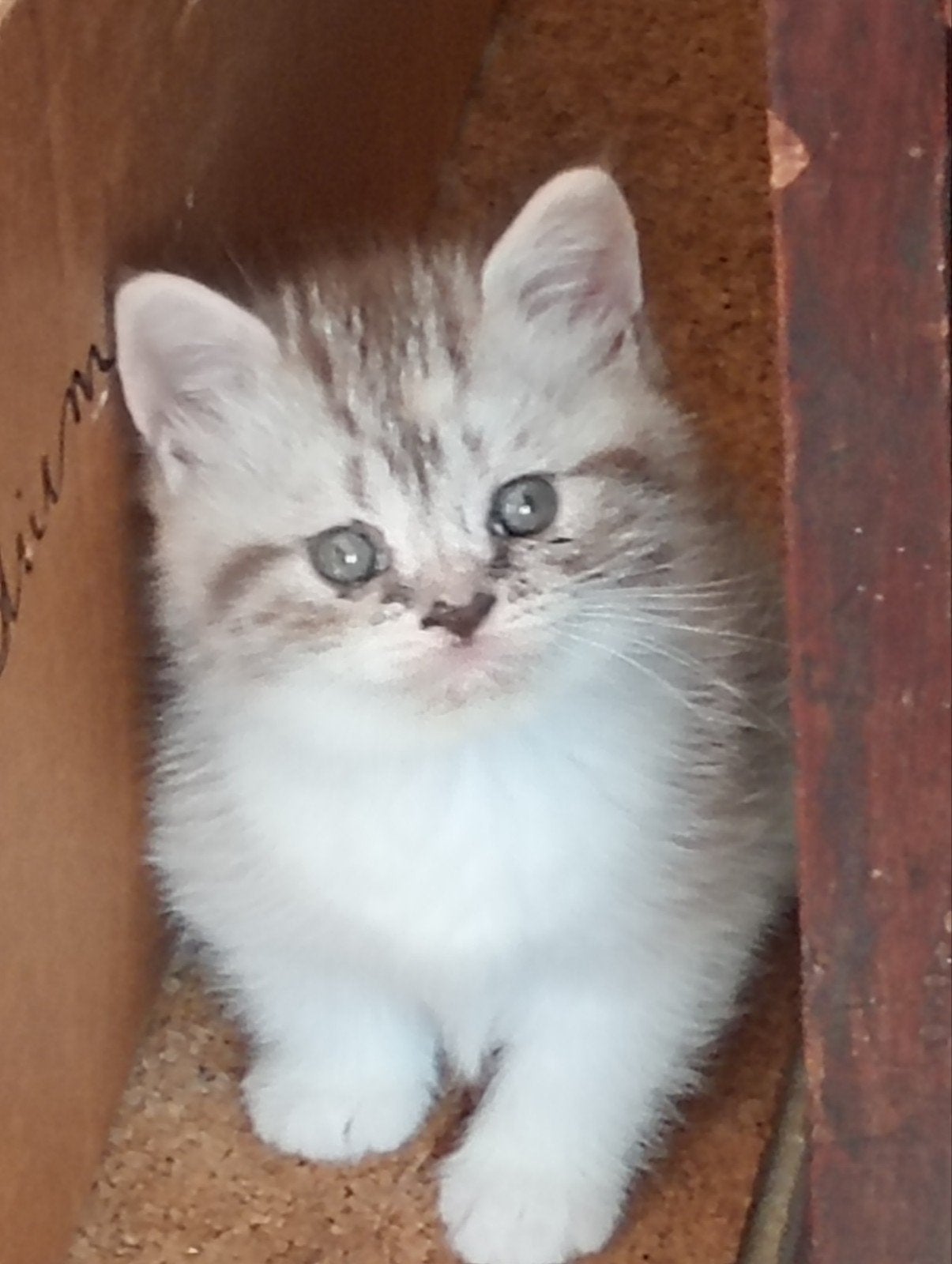Prachtige Britse Korthaar kitten, Dieren en Toebehoren, Meerdere dieren, Ontwormd, 0 tot 2 jaar