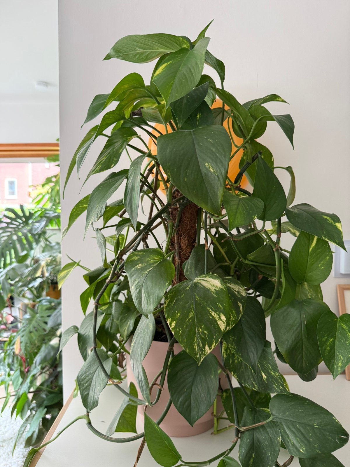 Grote drakenklimop (Epipremnum aureum - Golden Photos) 75cm, Huis en Inrichting, Kamerplanten, Groene kamerplant, Ophalen, Halfschaduw