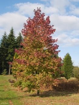 liquidambar boom worplesdon   in 65 literpot   maat 12/14, Tuin en Terras, Herfst, 250 tot 400 cm, Zuilboom, Ophalen