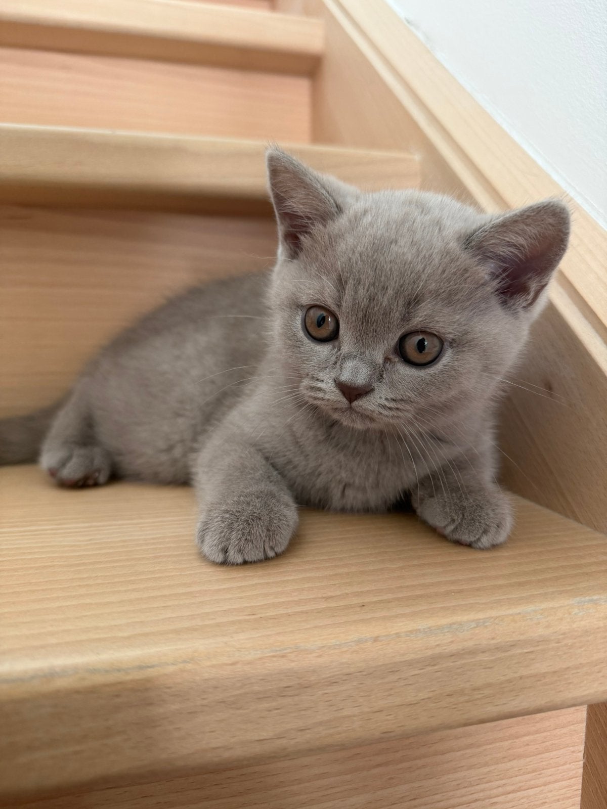 Britse korthaar kitten lilac, Chatte ou Chat, Vermifugé, 0 à 2 ans