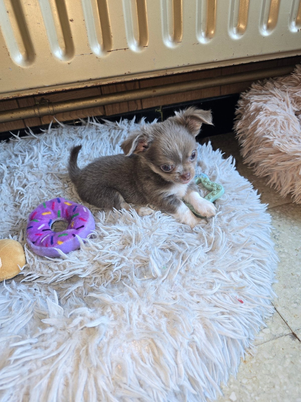 Grijs langhaar chihuahua reutje, Parvo, België, Reu, 8 tot 15 weken