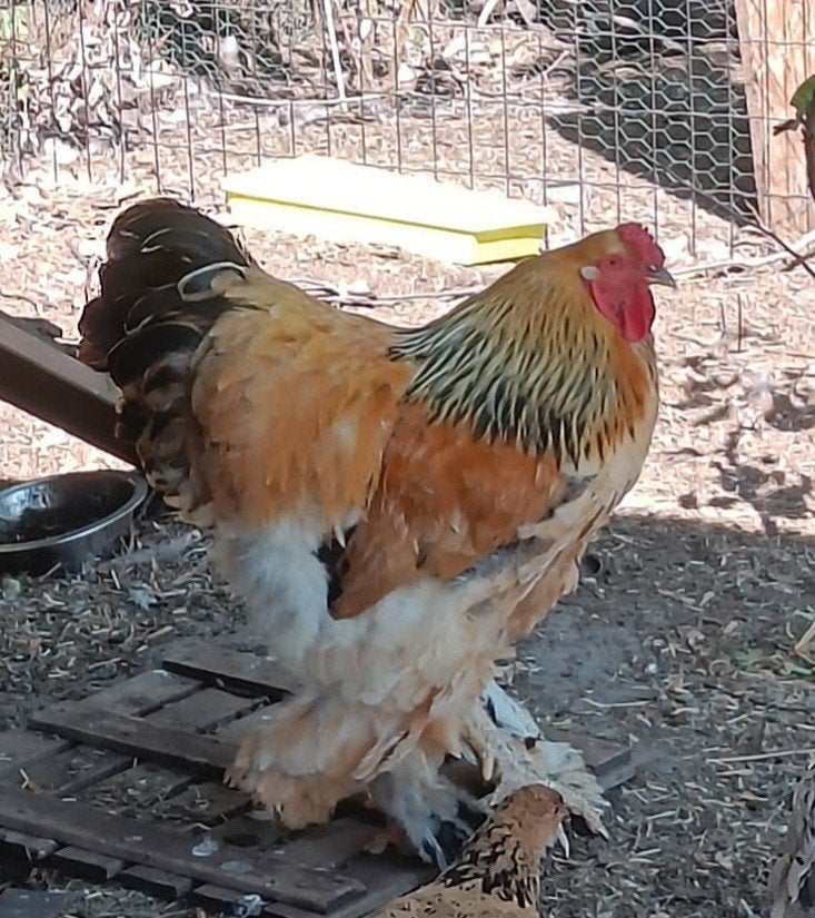 Brahma haan zoekt nieuwe thuis, Dieren en Toebehoren, Pluimvee, Kip, Mannelijk