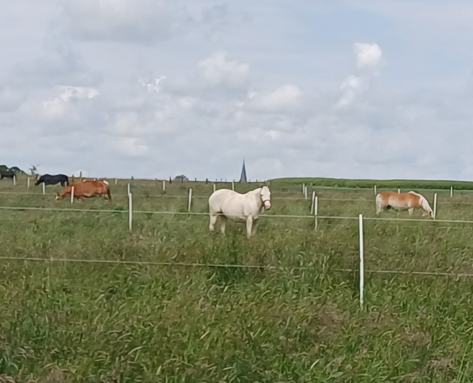 Maison de pension pour chevaux à Viane, Mise à l'étable, 4 chevaux ou poneys ou plus
