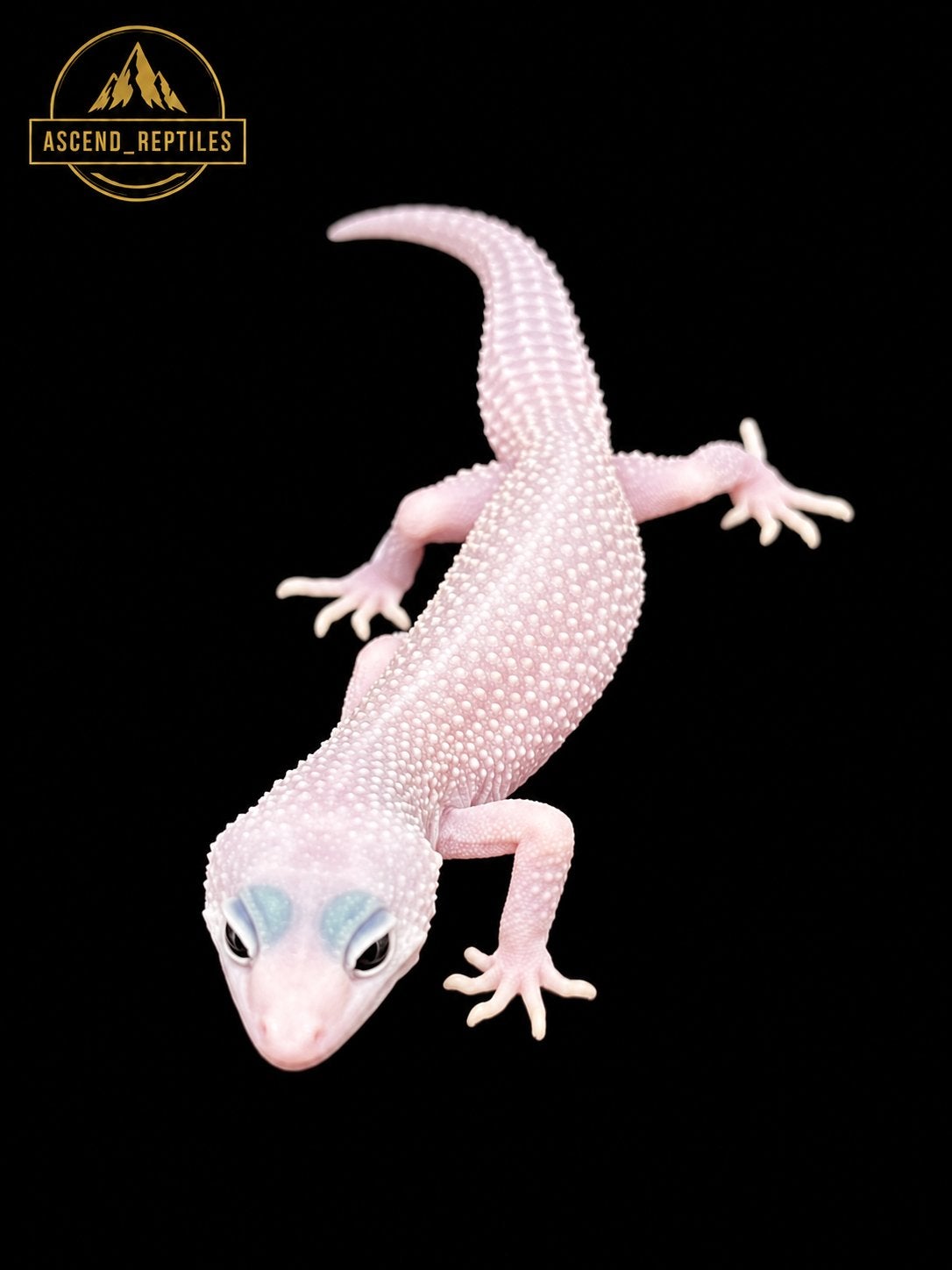 Prachtige Blizzard Luipaardgekko man, Dieren en Toebehoren